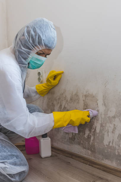 Reliable Hobart, IN Mold Removal Solutions