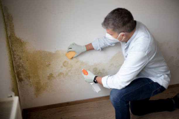 Best Mold Odor Removal Services  in Hobart, IN